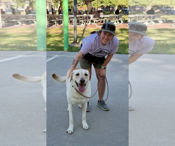 Medium Photo #7 Labrador Retriever-Unknown Mix Puppy For Sale in Sandy, UT, USA