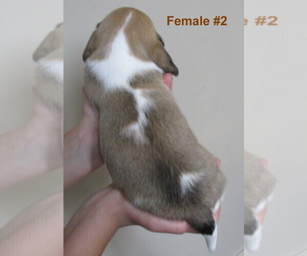 Medium Photo #3 Beagle Puppy For Sale in MORRILL, KS, USA