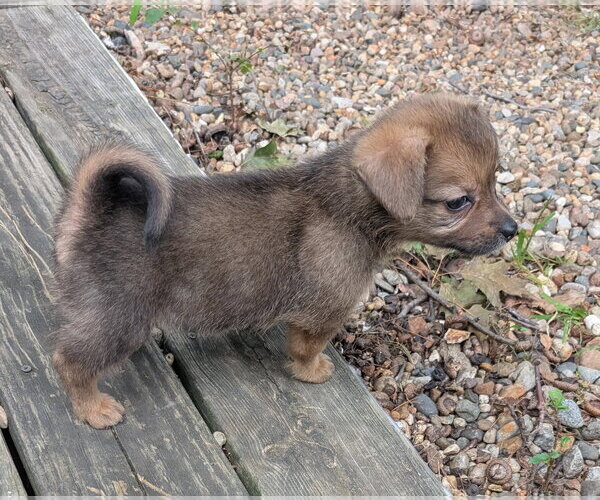 Medium Photo #3 Doxle Puppy For Sale in Des Moines, IA, USA