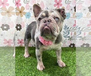 French Bulldog-Unknown Mix Dogs for adoption in Corona, CA, USA