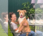 Small #26 Australian Shepherd-Catahoula Leopard Dog Mix