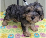 Small #1 Poodle (Miniature) Mix