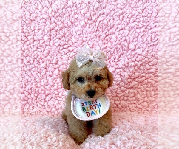 Medium Photo #3 Poodle (Toy) Puppy For Sale in REDLANDS, CA, USA