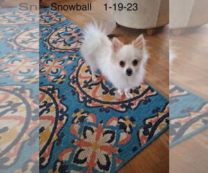 Pomeranian-Unknown Mix Dogs for adoption in Jackson Township, NJ, USA