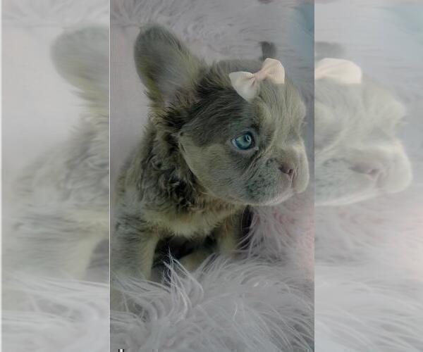 Medium Photo #10 French Bulldog Puppy For Sale in TAMPA, FL, USA