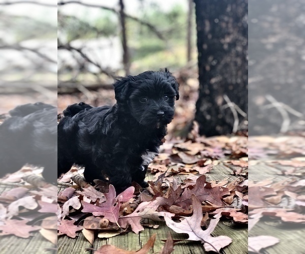 Medium Photo #3 Maltipoo Puppy For Sale in CLEVELAND, TN, USA