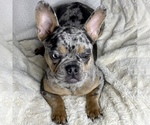 Small Photo #5 French Bulldog Puppy For Sale in BOTHELL, WA, USA