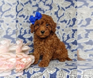 Miniature Labradoodle Puppy for sale in NOTTINGHAM, PA, USA