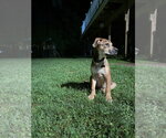 Small #14 Labrador Retriever Mix