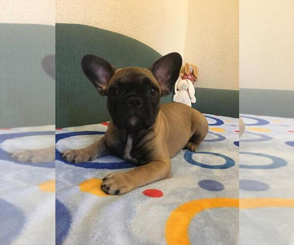 Medium Photo #15 French Bulldog Puppy For Sale in BAY VIEW, WI, USA
