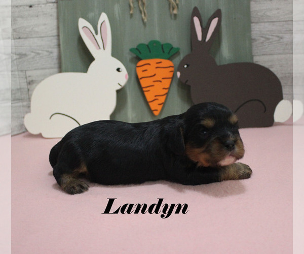 Medium Photo #10 Cavalier King Charles Spaniel Puppy For Sale in CHANUTE, KS, USA