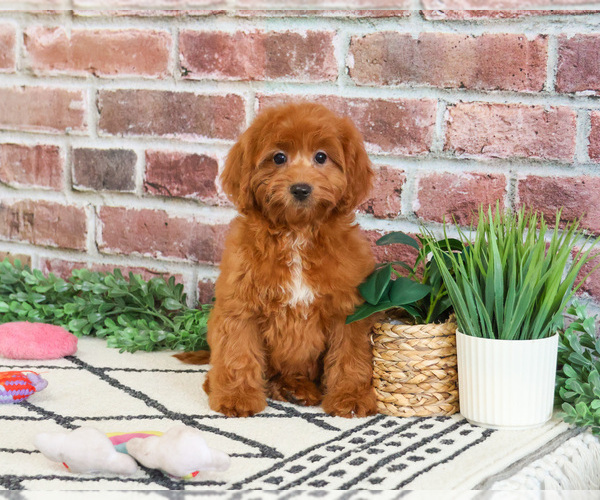 Medium Photo #2 Cavapoo (Miniature) Puppy For Sale in SYRACUSE, IN, USA