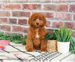 Small #1 Cavapoo (Miniature)