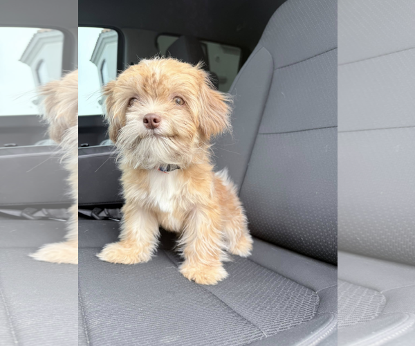 Medium Photo #3 Shih Tzu-Unknown Mix Puppy For Sale in Dumont, NJ, USA
