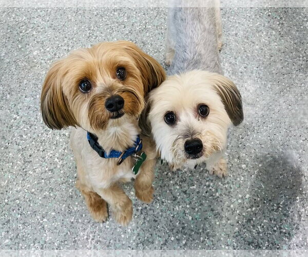 Medium Photo #4 Maltese-Unknown Mix Puppy For Sale in Mission Viejo, CA, USA