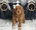 Puppy AKC Kai Poodle (Miniature)