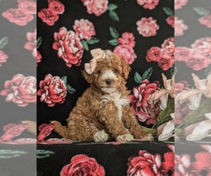 Poodle (Miniature) Puppy for sale in QUARRYVILLE, PA, USA