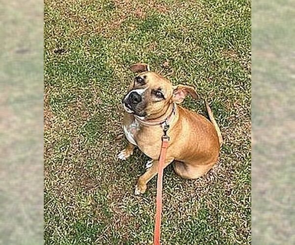 Medium Photo #3 Black Mouth Cur Puppy For Sale in Monticello, MS, USA