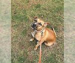 Small #2 Black Mouth Cur