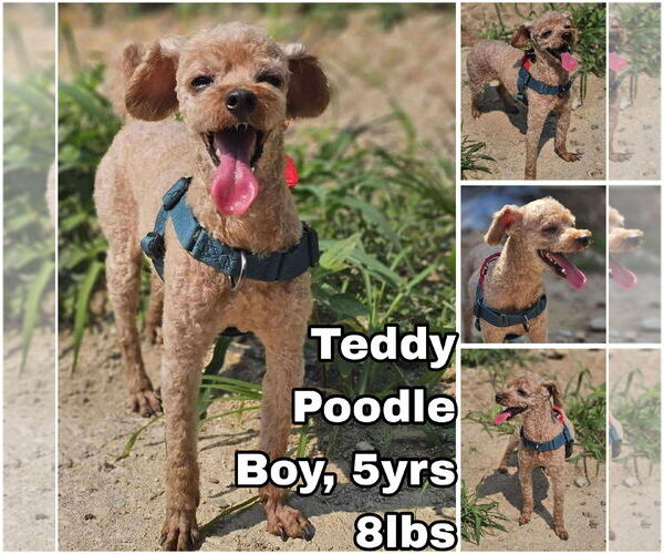 Medium Photo #1 Poodle (Toy) Puppy For Sale in Seattle, WA, USA