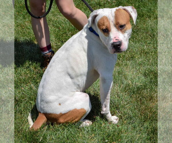 Medium Photo #4 American Bulldog-American Staffordshire Terrier Mix Puppy For Sale in Huntley, IL, USA