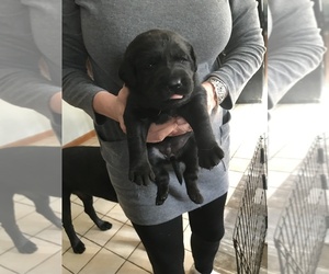 Labrador Retriever Puppy for sale in HARRISVILLE, NH, USA