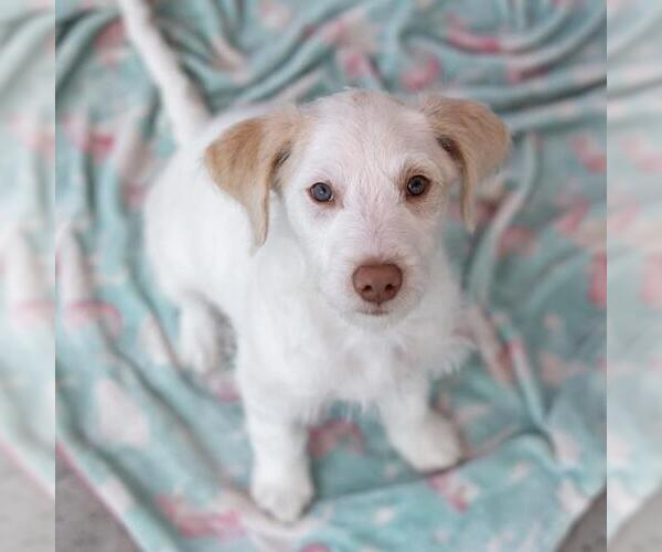 Medium Photo #13 Mutt Puppy For Sale in San Diego, CA, USA