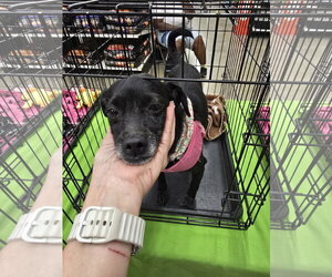Odela - Female Chihuahua-Unknown Mix Dog for Adoption - Photo #4