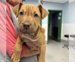 Small #1 Retriever  Mix