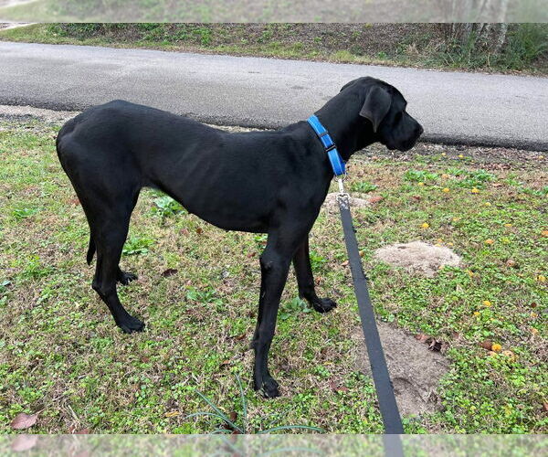 Medium Photo #8 Great Dane Puppy For Sale in Bullard, TX, USA