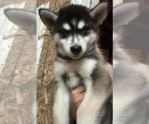 Pomsky Puppy for sale in WOODBURN, IN, USA