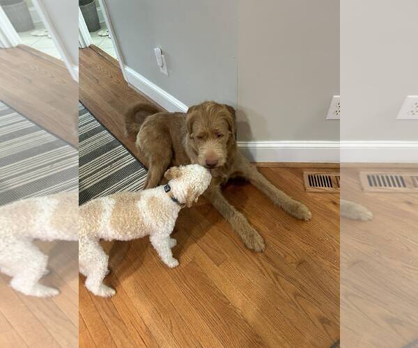 Medium Photo #8 Irish Wolfhound-Unknown Mix Puppy For Sale in Spring Lake, NC, USA