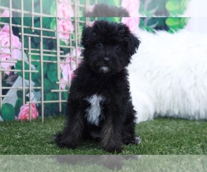 Yorkshire Terrier Puppy for sale in MARIETTA, GA, USA