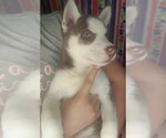Small Photo #4 Siberian Husky Puppy For Sale in OWENSBORO, KY, USA