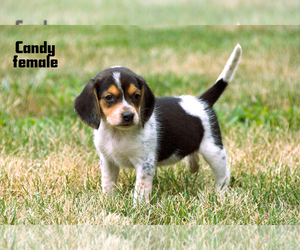 Beagle Puppy for sale in CLARE, MI, USA