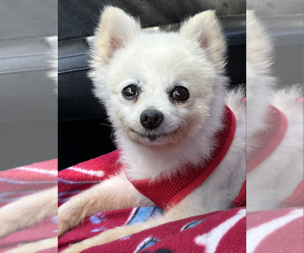 Medium Photo #2 Pomeranian-Unknown Mix Puppy For Sale in Decatur, GA, USA