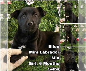 Labrador Retriever-Unknown Mix Dogs for adoption in Seattle, WA, USA