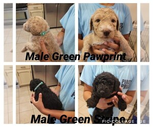 Goldendoodle Puppy for sale in FLORENCE, AL, USA