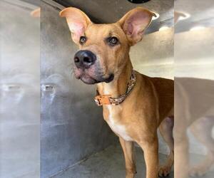 Labrador Retriever-Unknown Mix Dogs for adoption in Tulsa, OK, USA