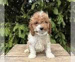 Small #3 Cavapoo (Miniature)