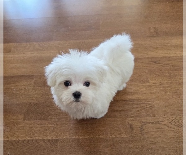 Medium Photo #2 Maltese Puppy For Sale in SANTA CLARITA, CA, USA