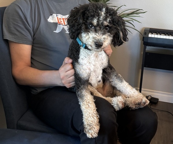 Medium Photo #1 Bernedoodle-German Shepherd Dog Mix Puppy For Sale in WOODLAND, WA, USA