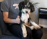 Small Photo #1 Bernedoodle-German Shepherd Dog Mix Puppy For Sale in WOODLAND, WA, USA