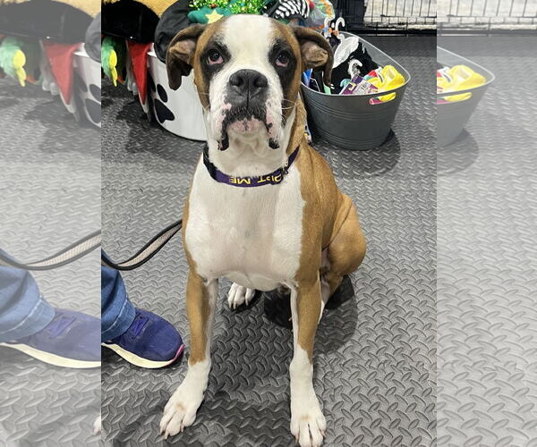 Medium Photo #4  Puppy For Sale in , 