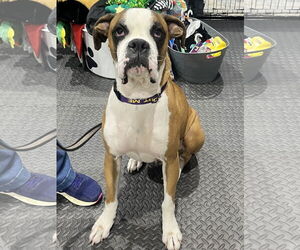 Boxer Dogs for adoption in Katy, TX, USA