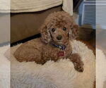 Small #14 Poodle (Miniature)