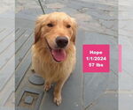Small #4 Golden Retriever