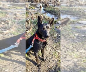 Colby - Male German Shepherd Dog Dog for Adoption - Photo #20
