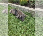 Small Photo #14 Aussiedoodle Puppy For Sale in SALISBURY, PA, USA
