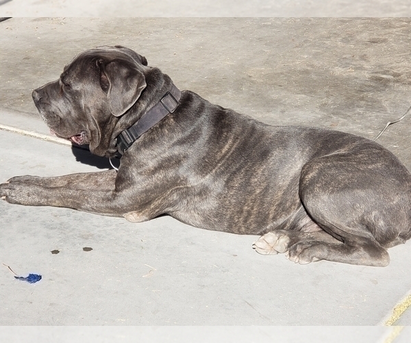 Medium Photo #1 Cane Corso Puppy For Sale in SAN TAN VALLEY, AZ, USA